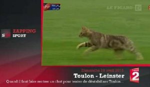 Zap'Sport : Un chat s'incruste dans un match de rugby