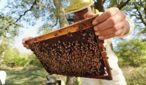 1 minute 1 idee / 1 toit pour les abeilles