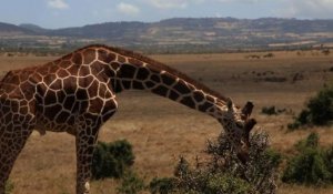 Au Kenya, la girafe réticulée est en voie d'extinction