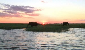 Les éléphants du Botswana, ressource ou nuisance