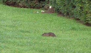 Les rats investissent le jardin des Tuileries à Paris