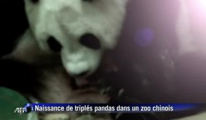 Naissances de triplés pandas dans un zoo chinois
