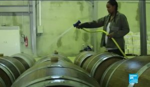Vidéo : en Éthiopie, les vignes françaises ont déjà de la bouteille