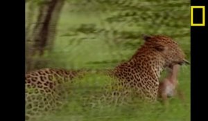 Le léopard, les secrets d'un serial lover