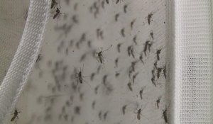 Brésil: lâcher de moustiques "vaccinés" contre la dengue à Rio
