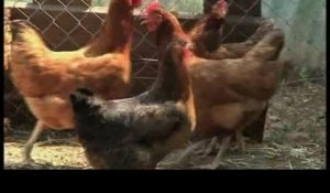 Insolite: des poules pour réduire les dechets (Pays de l'Or)