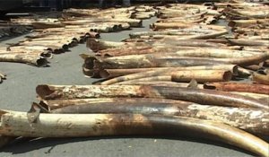Près de 3,3 tonnes d'ivoire saisies au Kenya