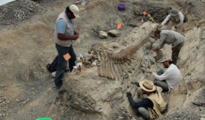 Mexique: une queue de dinosaure découverte