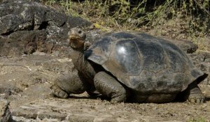 Tuer des rats pour sauver les tortues aux Galapagos