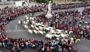 Des milliers d'animaux défilent à Marseille