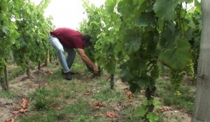 Vins/Saint-Emilion: classement décennal contesté en justi