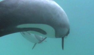 Wellington accusé d'inaction face à l'extinction du dauphin Maui