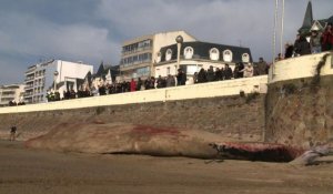 Une baleine de 18 m s'échoue sur une plage des Sables d'Olonne