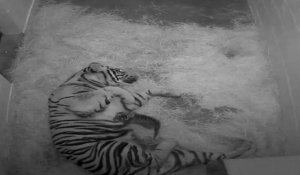 Naissance de deux tigres de Sumatra au zoo de Washington