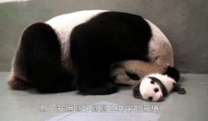 Le premier panda né à Taïwan est réuni avec sa mère