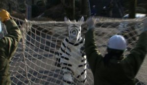 Simulation d'une fugue de zèbre au zoo de Toyko