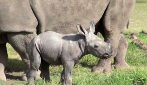Naissance d'un rhinocéros blanc dans un zoo australien