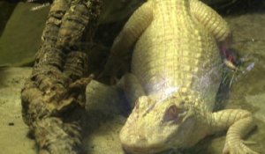 Des alligators albinos à l'aquarium parisien de la Porte Dorée
