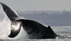 Le Japon interdit de chasse à la baleine en Antarctique