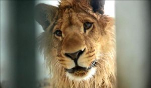 Une nouvelle vie pour le lion qui vivait sur un toit de Kaboul