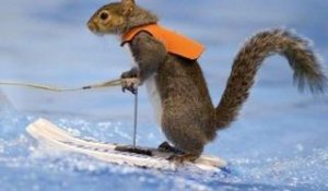 ZAPPING ACTU DU 04/05/2012 - Twiggy l'écureuil, champion de ski nautique !