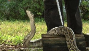 La Floride en proie à une invasion de pythons birmans