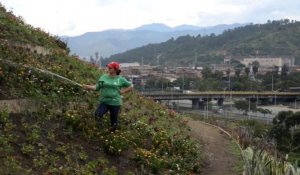 Une décharge convertie en jardin: plus qu'un symbole à Medellin