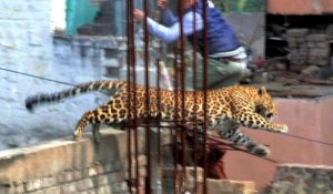 Inde: un léopard sème la panique