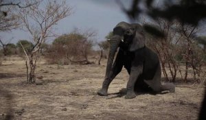 Tchad: un collier anti-braconnage pour les éléphants