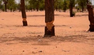 Niger: autour de la capitale, lente agonie de la "ceinture verte