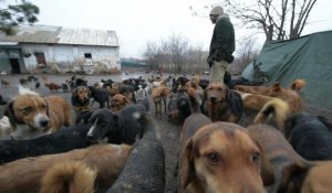 Serbie: un chômeur protecteur de chiens errants en abrite 450
