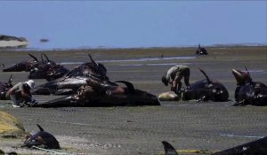 Nouvelle-Zélande: près de 200 baleines s'échouent sur une plage