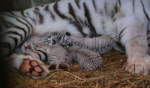 Japon: des bébés tigres blancs naissent dans un zoo