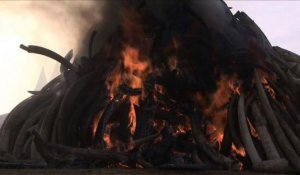 Le Kenya brûle 15 tonnes d'ivoire, un record