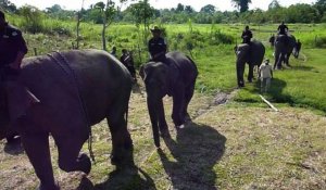 Indonésie: patrouille à dos d'éléphants pour protéger les forêts