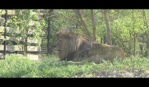 Balade au zoo de Vincennes : «En période de chaleur, les lions s'accouplent quarante à cinquante fois par jour»