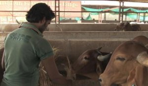 Inde : le Maharashtra interdit l'abattage du bœuf