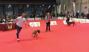 Douai : exposition canine à Gayant-expo