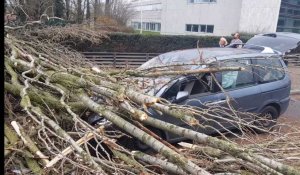 Sous l'effet de la tempête, un arbre chute sur une voiture à Villeneuve-d'Ascq