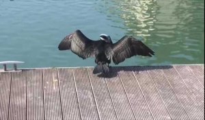 Un cormoran sur les quais de Seine à Troyes