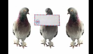 Un pigeon voyageur vendu 1,25 million d'euros en Belgique, nouveau record mondial