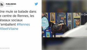 Une mule se balade dans le centre de Rennes, les réseaux sociaux s'emballent.
