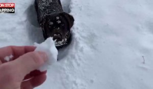 Arizona : Un chien qui disparaît dans la neige fait le buzz (vidéo)