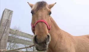 Salon de l'agriculture 2019 : Chloé, éleveuse de chevaux Henson