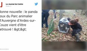 « Mushu », le panda roux fugueur d'un zoo auvergnat, a été retrouvé