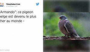 Belgique. Un pigeon voyageur vendu 1,25 million d'euros, record mondial