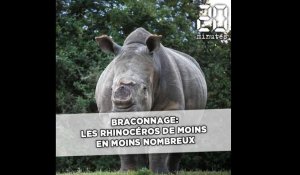 Braconnage: Les rhinocéros sont de moins en moins nombreux