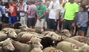 Bédoin : des centaines de moutons pour la transhumance traditionnelle au pied du Ventoux