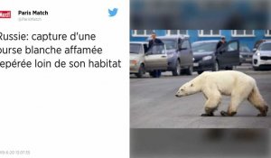 Russie : Capture de l'ourse blanche affamée qui avait été repérée loin de son habitat