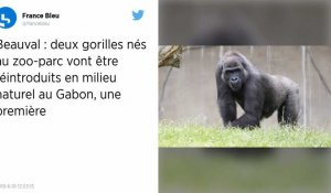 Zoo de Beauval. Deux gorilles nés en France vont partir pour le Gabon